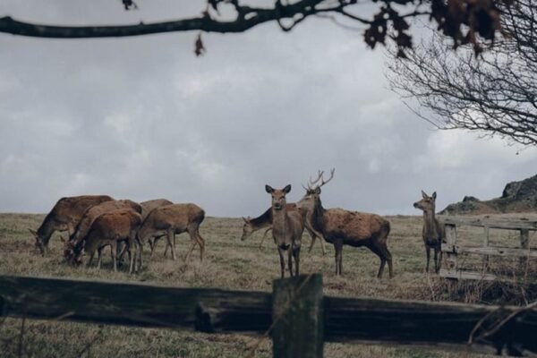 40 Rusa Timor Dilepasliarkan di TN Baluran untuk Kuatkan Ekosistem