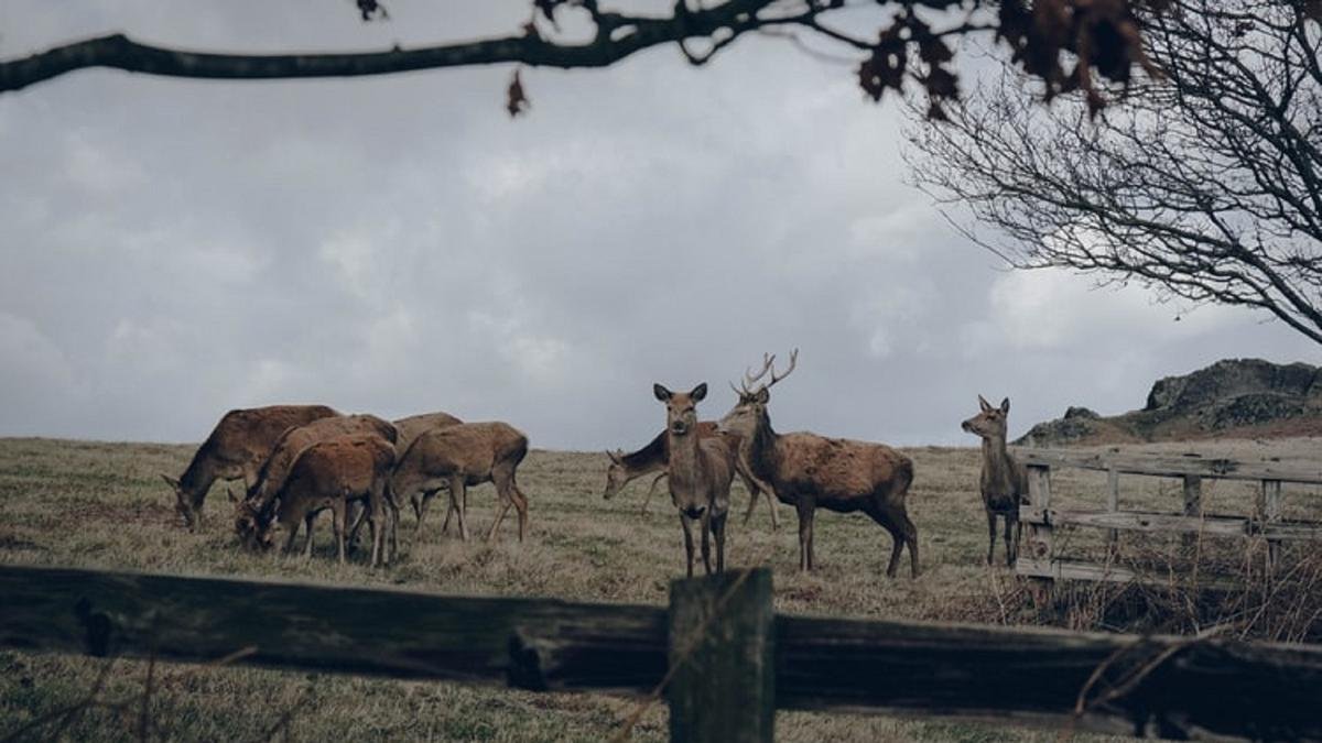 40 Rusa Timor Dilepasliarkan di TN Baluran untuk Kuatkan Ekosistem